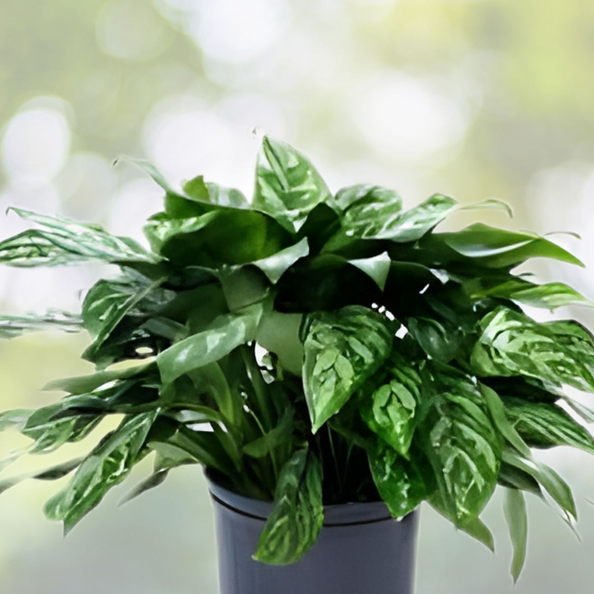 Aglaonema Mary Anne 6" Pot | Easy-Care Indoor Plant | Tropical Foliage | Aglaonema spp. for Low Light Spaces