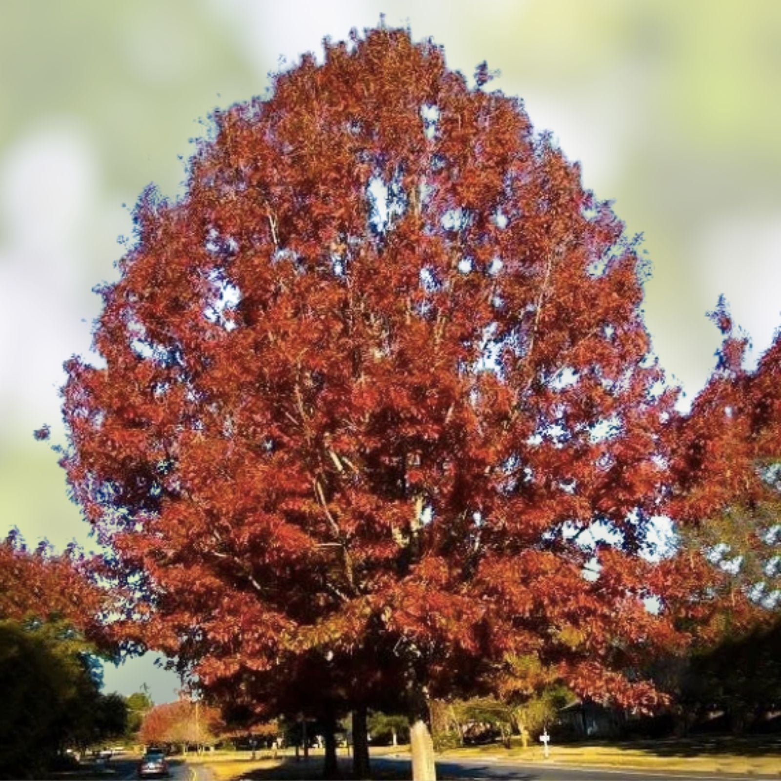 Red Oak Tree Seeds 10 Pack, Quercus rubra, Native American Hardwood for Planting, Deciduous Tree Seeds