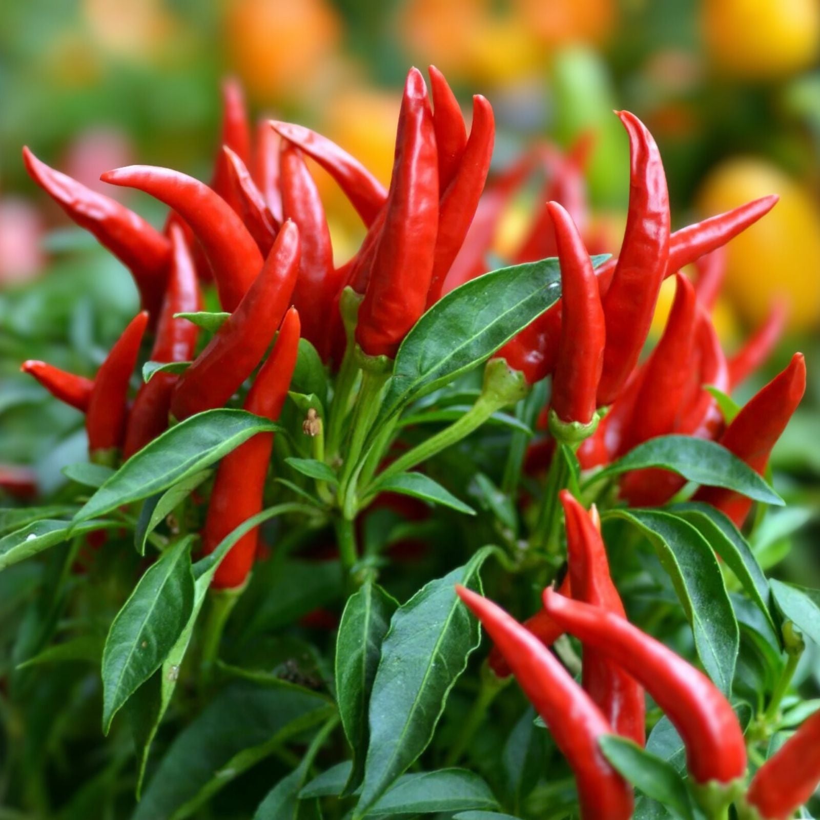Thai Hot Pepper Seeds - 500+ Non-GMO Heirloom Capsicum annuum for Spicy Garden Growing