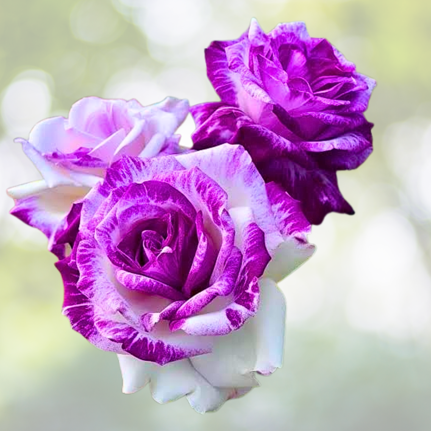 20pcs Rare Purple and White Twin Rose Seeds - Unique Color Contrasts - Rosa spp.