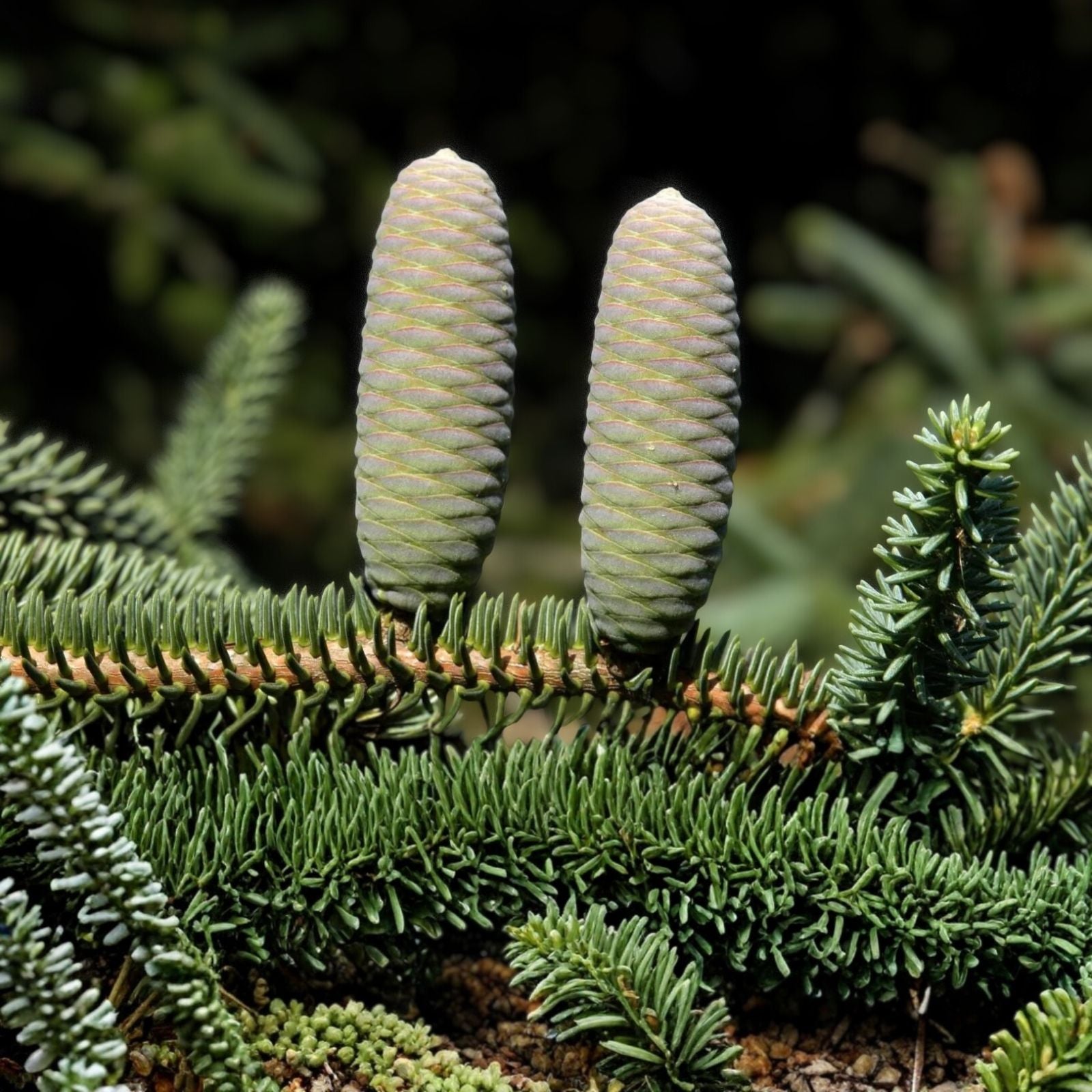 Apache White Fir Seeds 30 Pack | Abies concolor Native Arizona Apache Variety | Conifer Tree Seeds