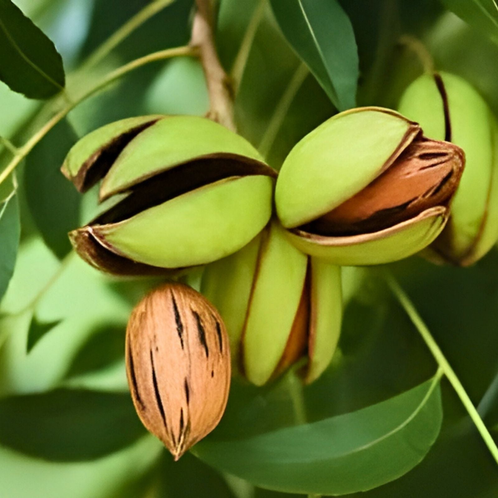 Live Pecan Seedlings - 5 Non-Rooted Cuttings for Propagation - Green Carya illinoinensis