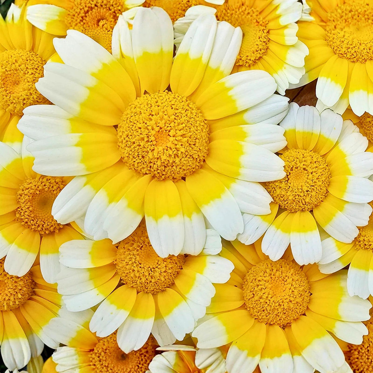 Garland Daisy Seeds 100+ Bright Yellow Flowers Asteraceae Easy to Grow Garden Flower Seeds