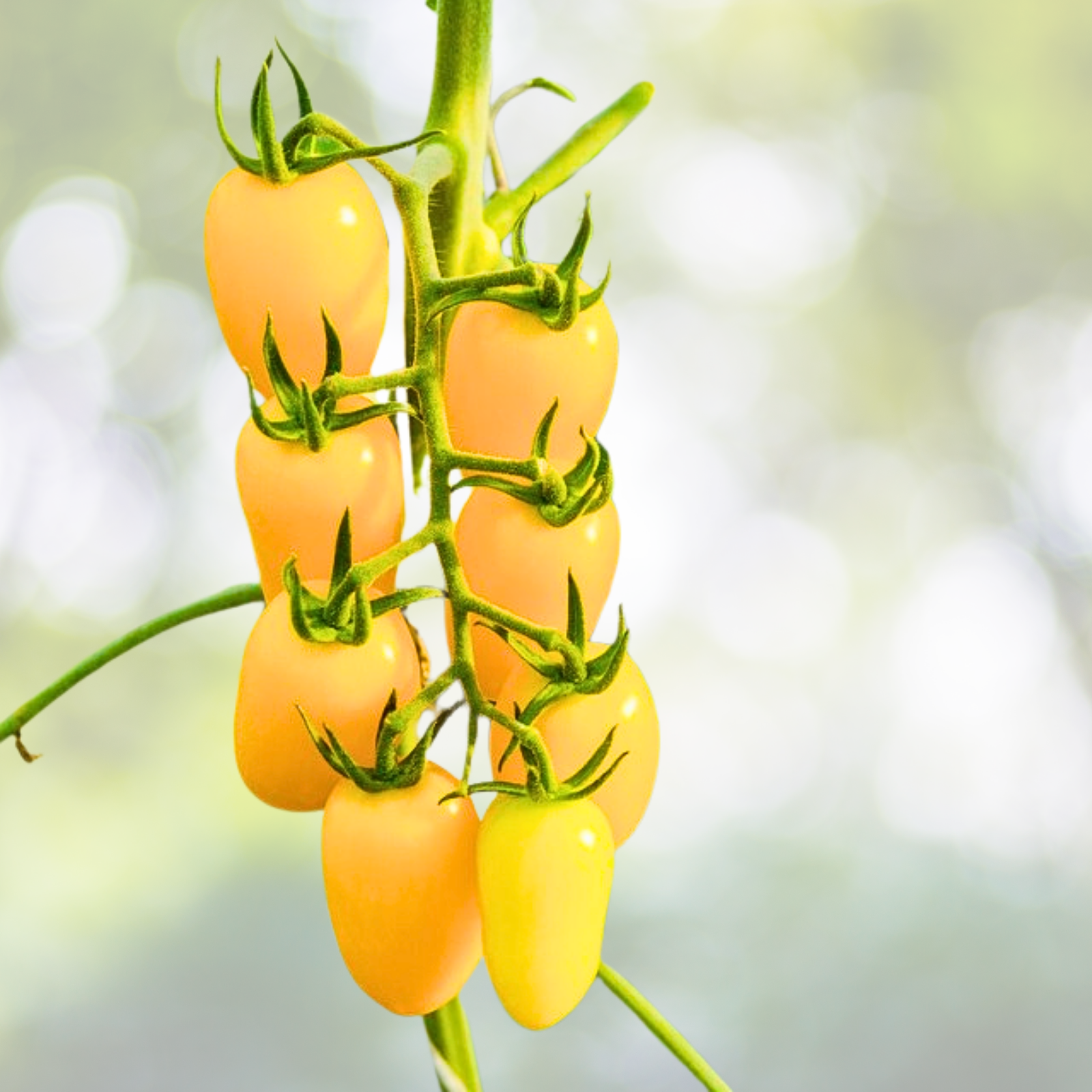 Tomato Seeds 50 Count Sausage Variety Indeterminate Non-GMO Low Water Content Perfect for Canning