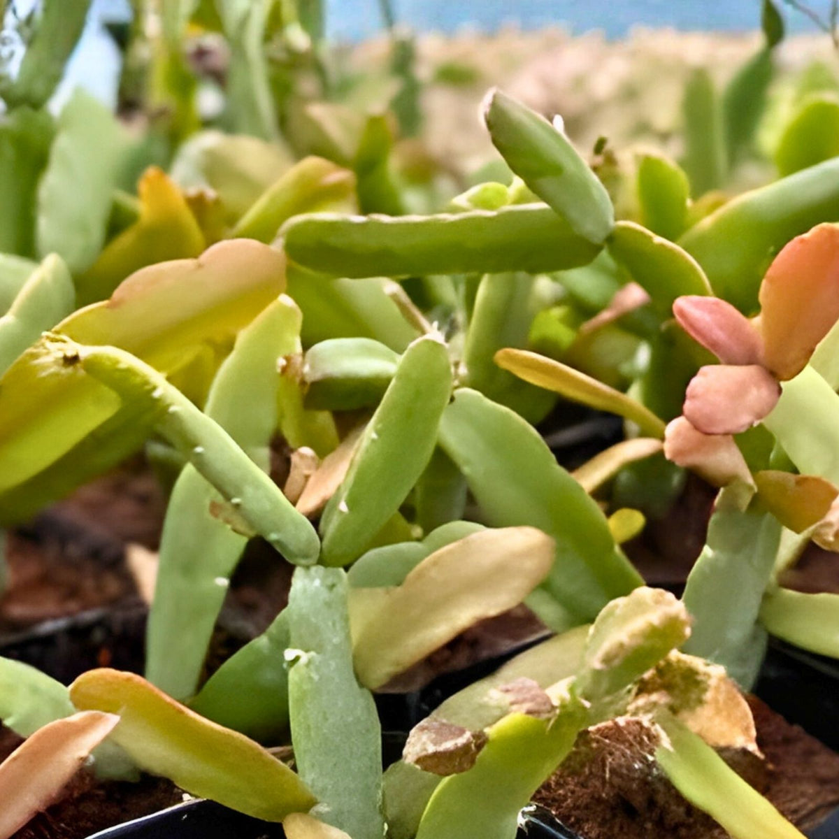 Rhipsalis Micrantha Cuttings - 4-Inch Succulent Plant - Unique Rare Variety for Collectors