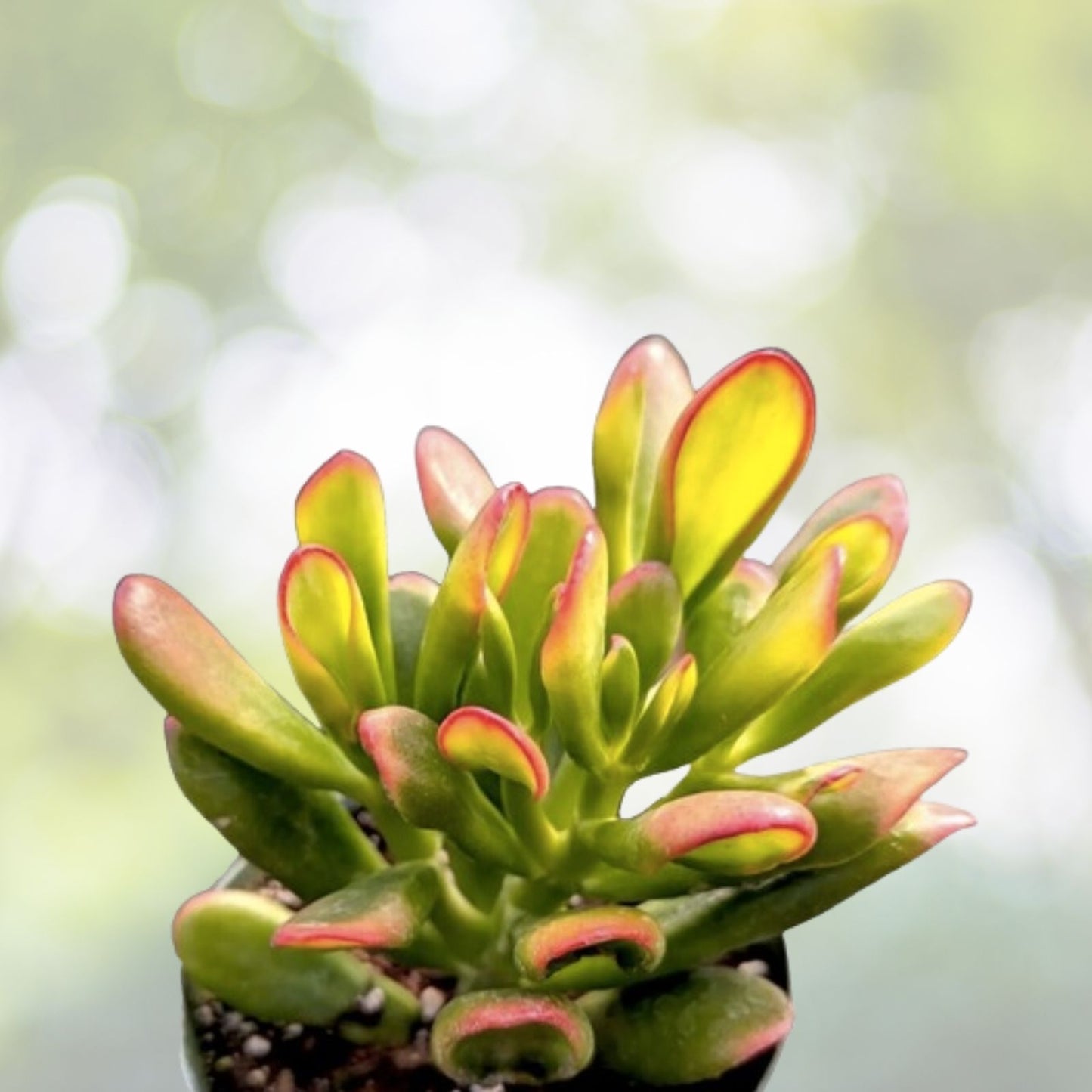 Ice Plant Succulent Seeds - 400+ Seeds - Dorotheanthus bellidiformis - Free Shipping
