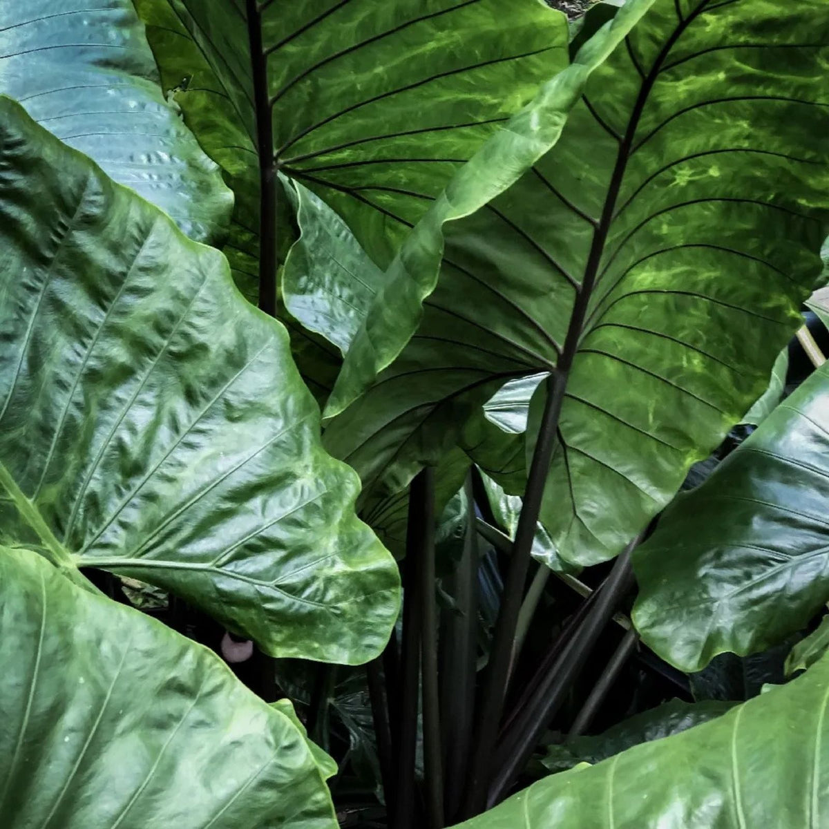 Alocasia Black Stem Potted Plant - 3 Gallon - Tropical Indoor Houseplant - Alocasia spp.