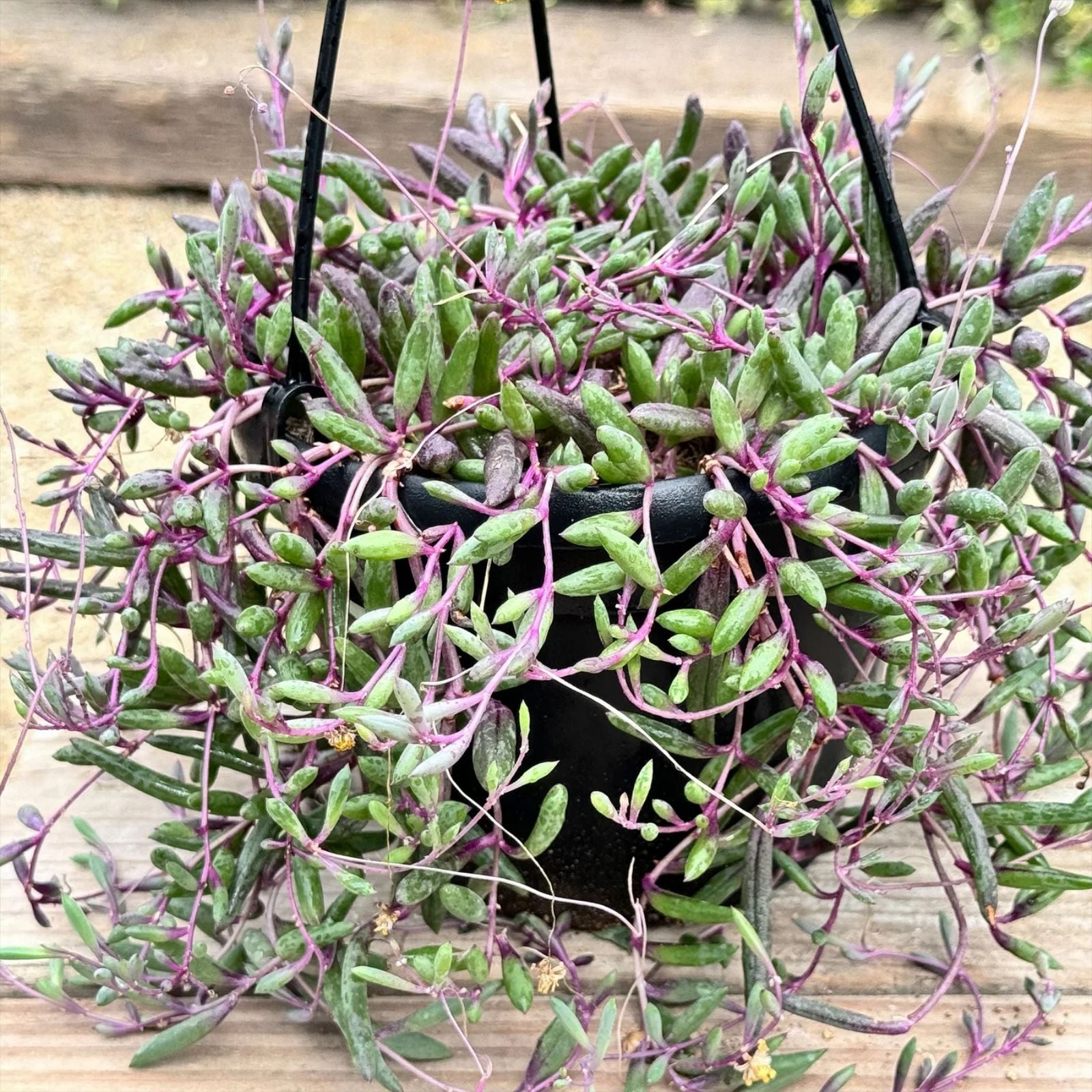 Othonna Capensis Red Ruby Necklace Succulent Cuttings 4-6" Hanging Plant, Easy Care, Drought Tolerant, Crassulaceae