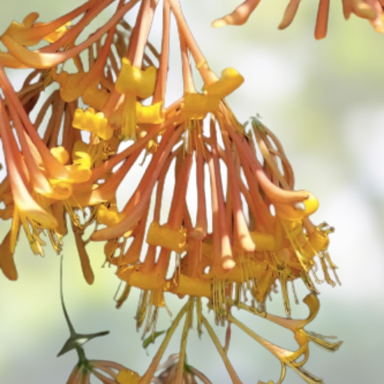Honeysuckle Vine Seeds 20 Pack Orange Flowers Lonicera ciliosa USA Seller Free Shipping