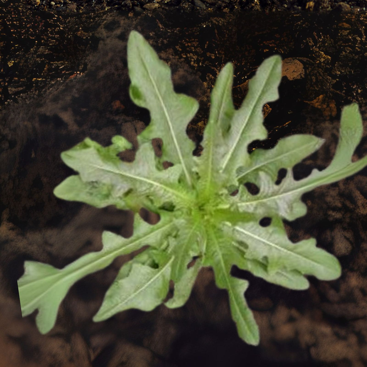 Wild Prickly Lettuce Seeds - 50+ Seeds Lactuca Virosa for Medicinal Use and Pain Relief