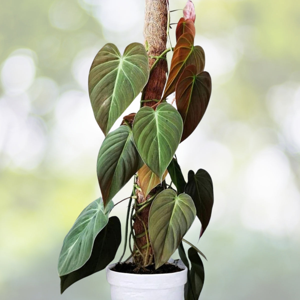 Philodendron Micans Plant - Velvet Leaf Indoor Plant - Heart-Shaped Leaves - Easy Care Trailing Houseplant - Philodendron Micans