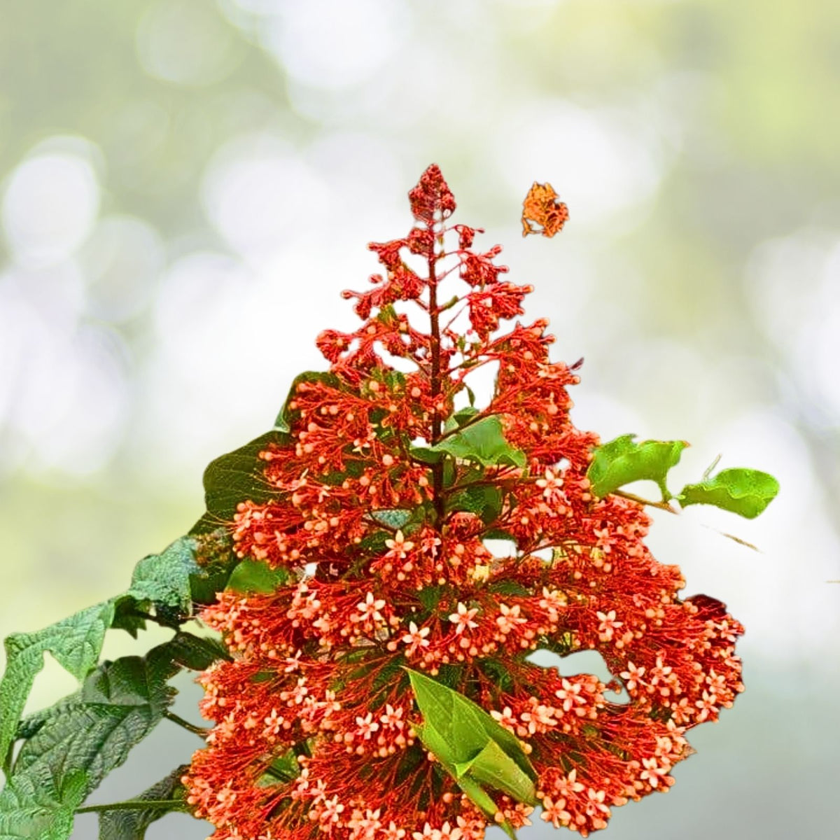 Clerodendrum paniculatum Cuttings 6-Pack, Orange Pagoda Pyramid Plant, 8-10" - Tropical Indoor/Outdoor Foliage