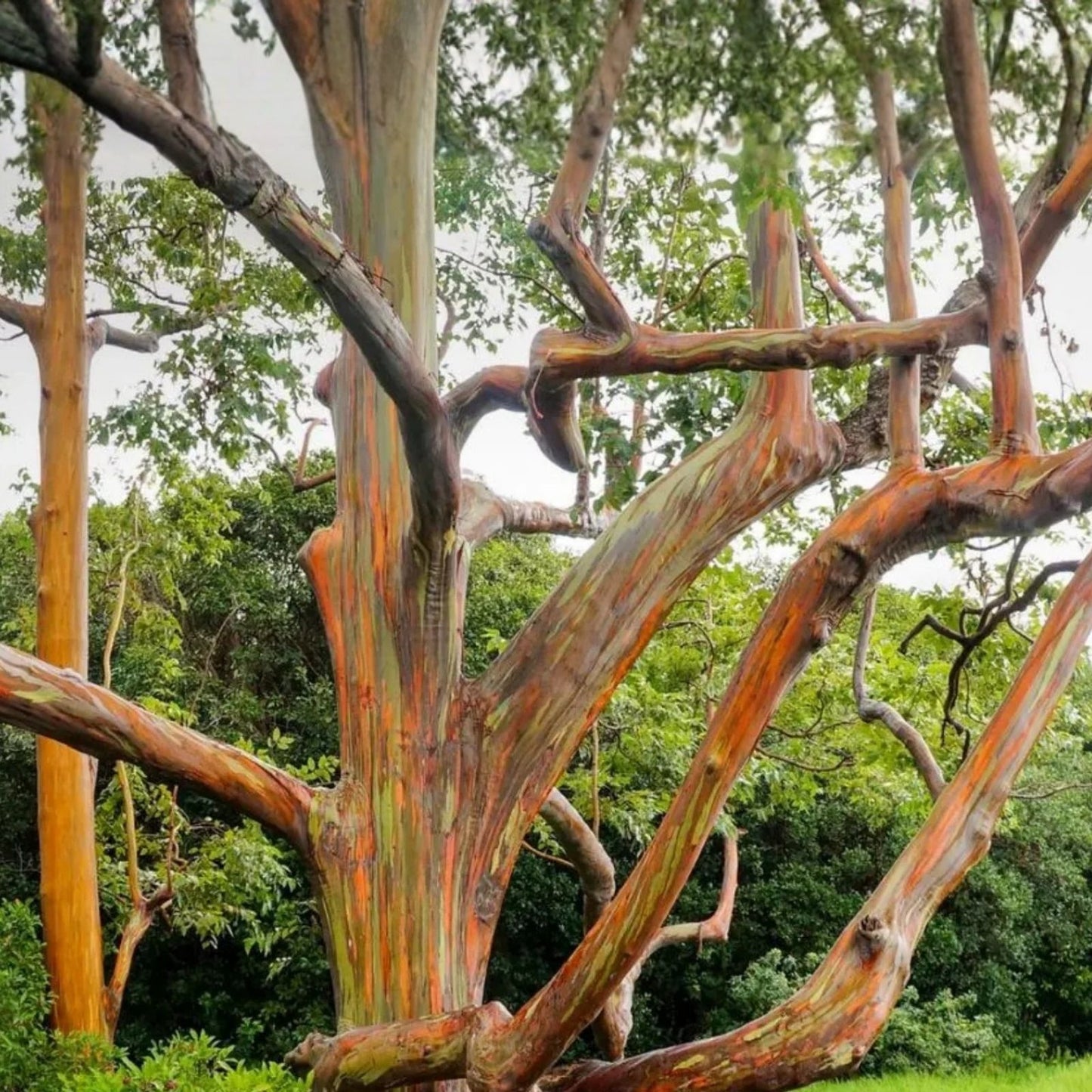Rainbow Eucalyptus Seeds 40 Count - Eucalyptus deglupta - Tropical Tree Seeds - Fast Growing Evergreen - Free Shipping USA