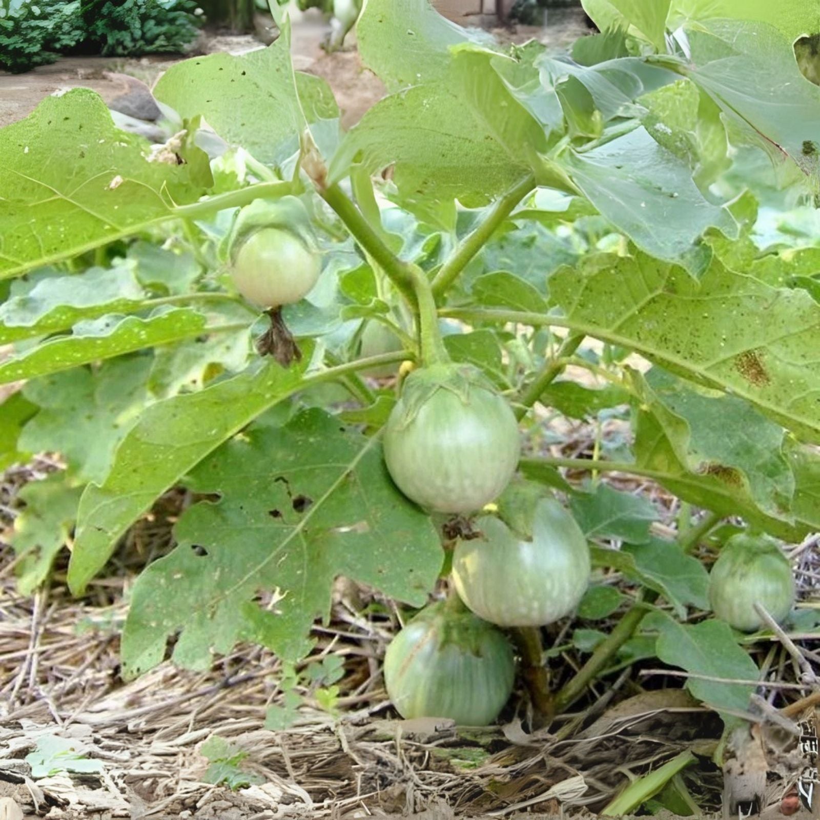 Thai Eggplant Seeds - 200 Heirloom Seeds "Petch Siam" - Solanum melongena - Unique Asian Vegetable Variety
