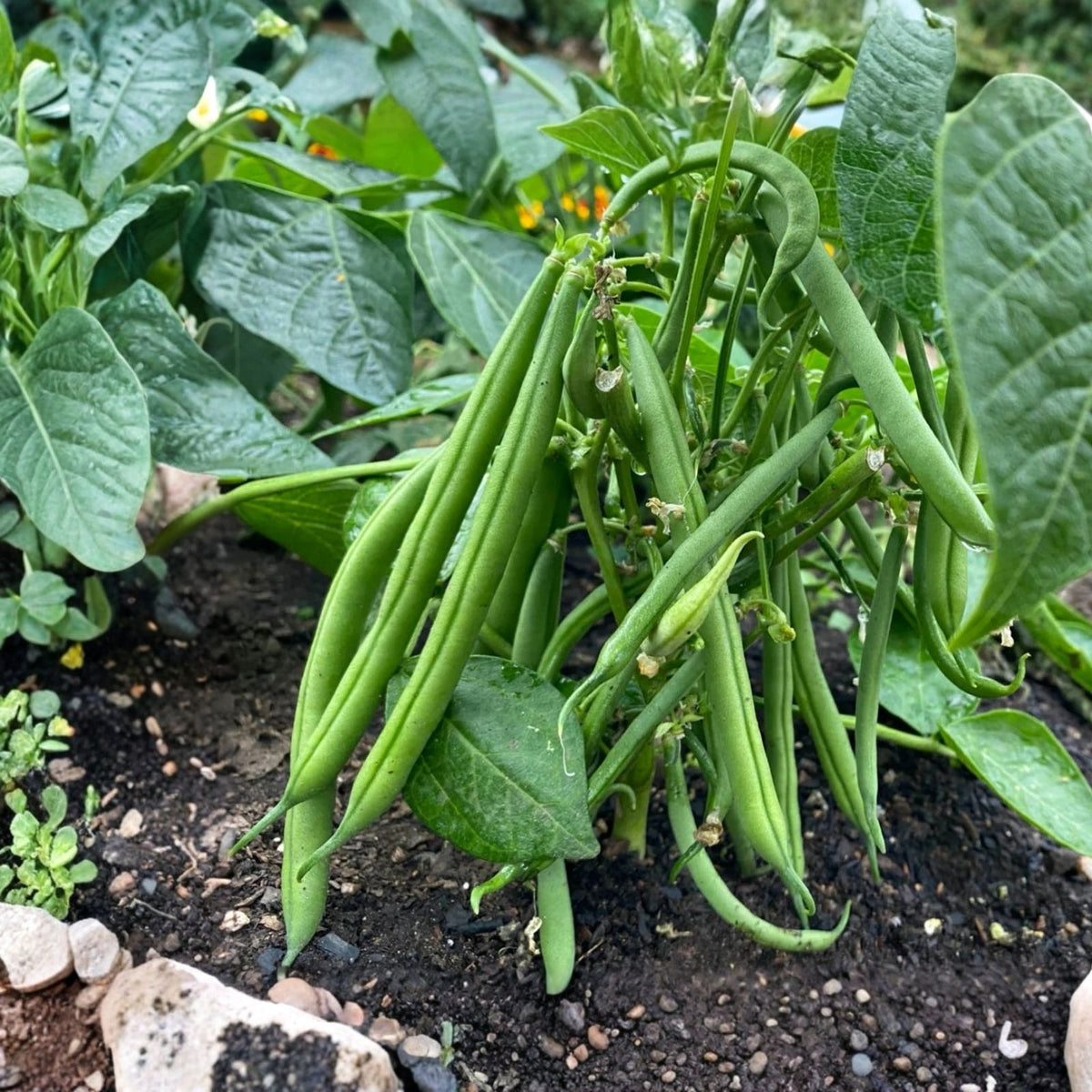 Top Crop Bush Bean Seeds – Heirloom Variety, Great Tasting Phaseolus vulgaris, 500+ Seeds for Fresh or Cooked Recipes
