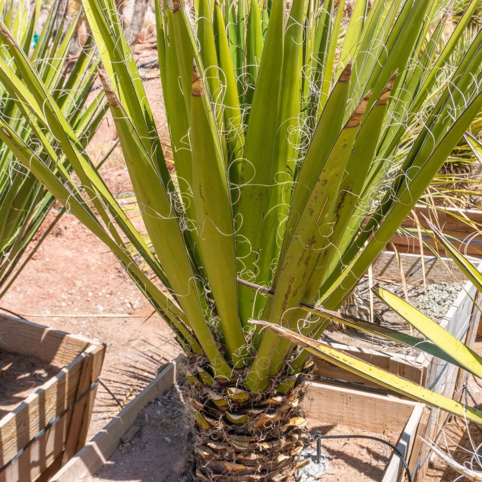 Live Rooted Faxon Yucca Plant - Black Gap Texas - Yucca faxoniana - Drought Tolerant Indoor Outdoor Plant