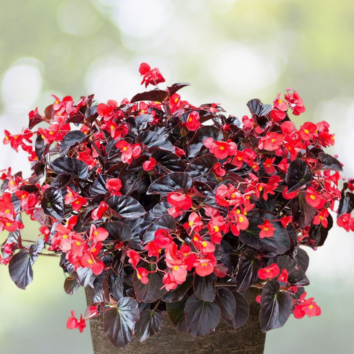 Copper Oasis Begonia Seeds 45 or 125 Count Non-GMO Flower Seeds Begonia 'Copper Oasis' for Gardens
