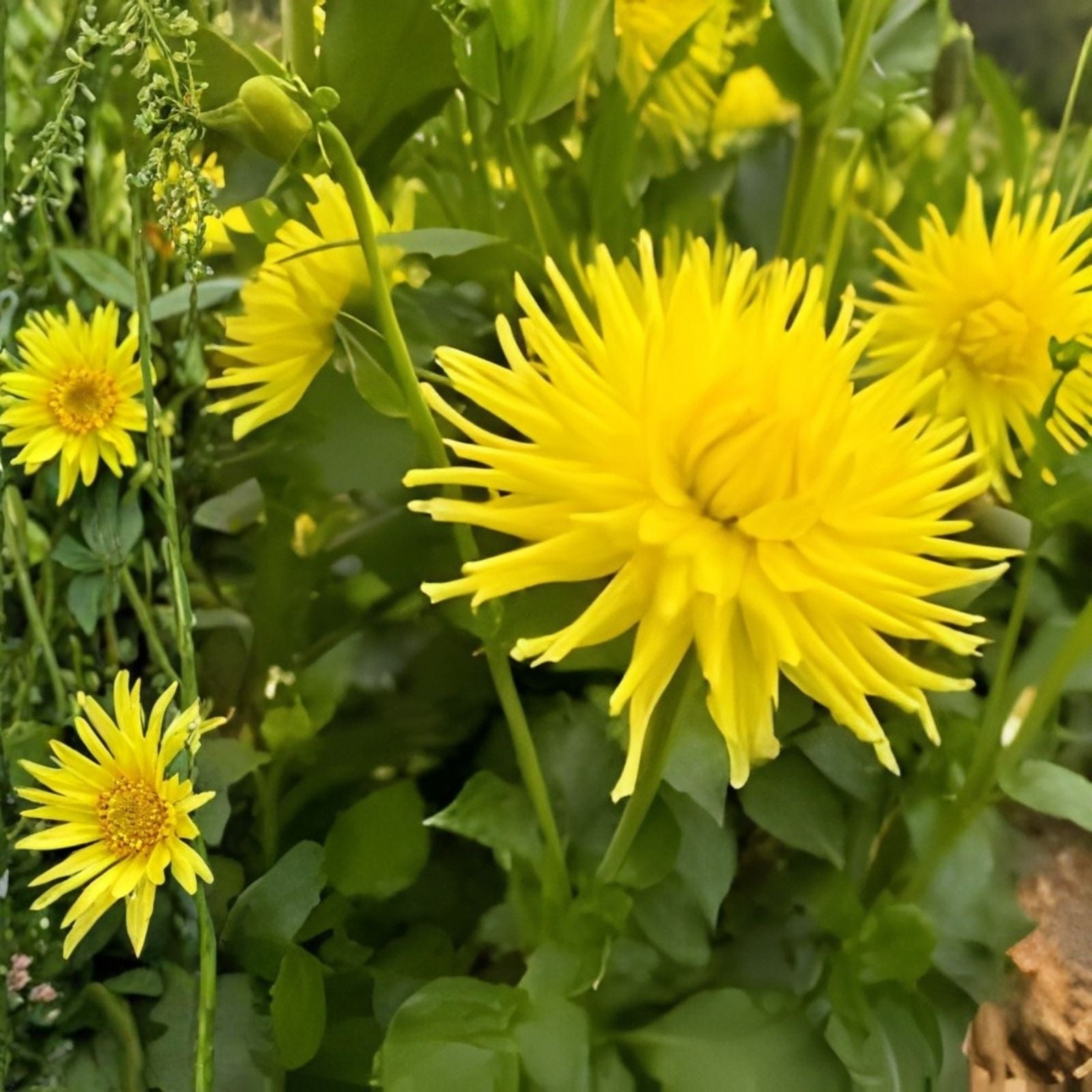 Yellow Cactus Dahlia Tubers – 3 Large Planting Tubers – Dahlia variabilis – Bright Yellow, Cactus Flowering, Garden Bulbs