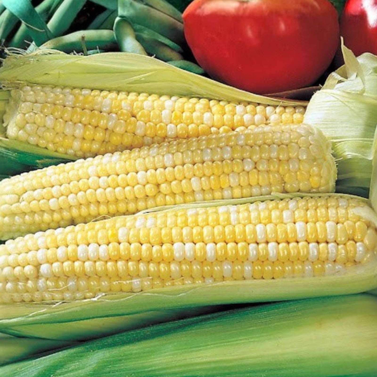 Ambrosia Sweet Corn Seeds 250 Count High Sugar Variety Zea mays everta Non-GMO Vegetable Seeds