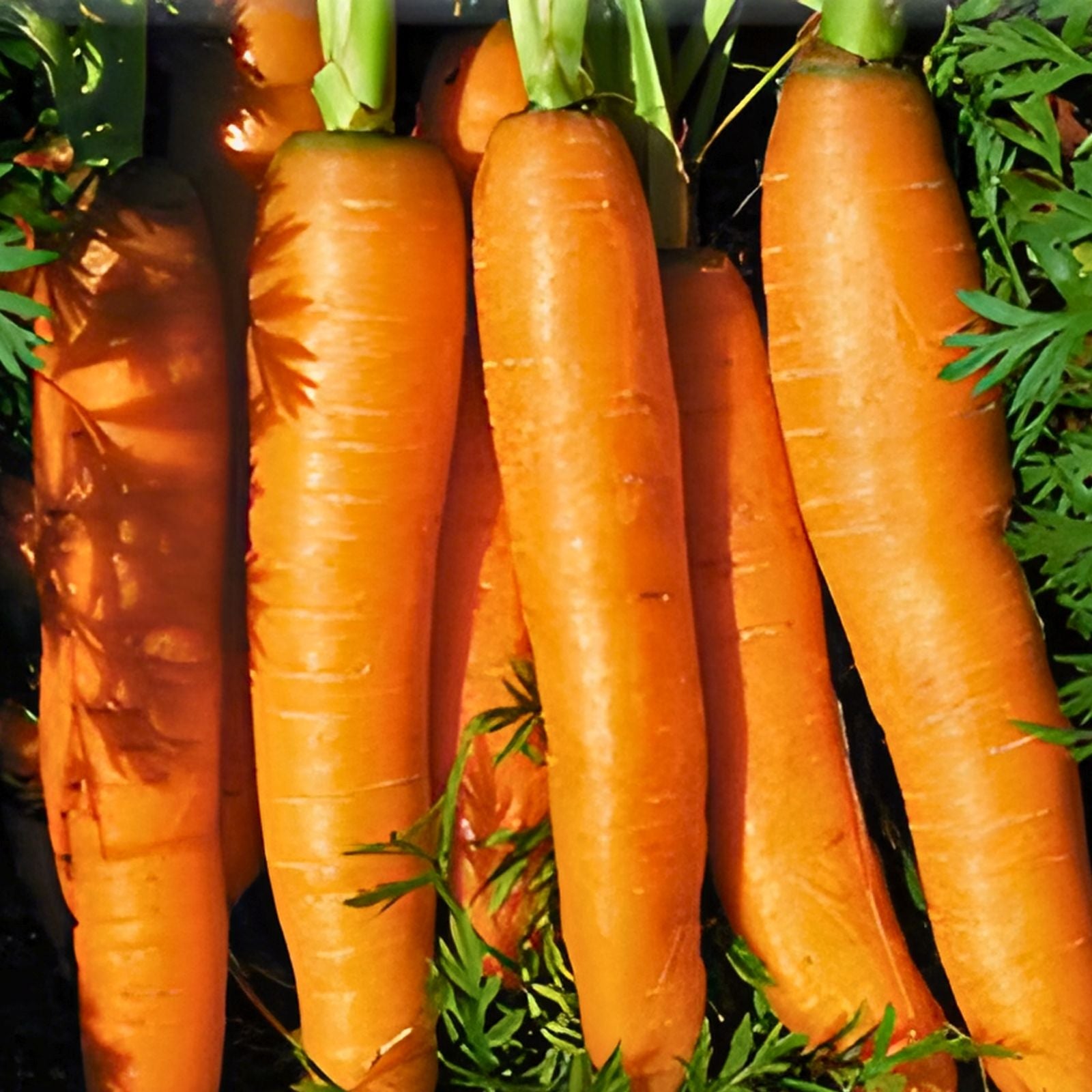 Heirloom Carrot Seeds Danvers Half Long Non-GMO 1000+ Seeds Daucus carota Vegetable Gardening