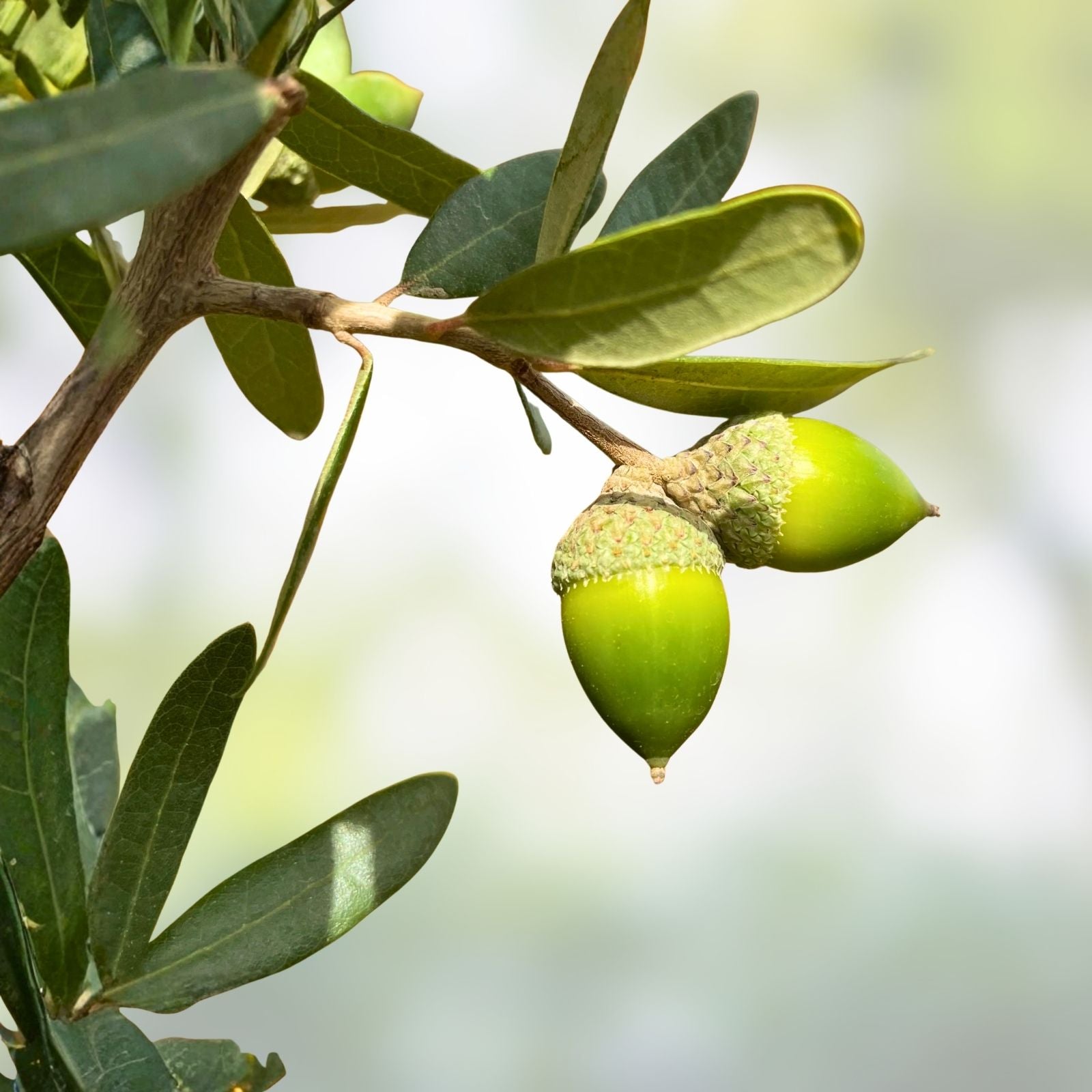 Southern Live Oak Acorns 15 Count, Quercus virginiana, December 2024 Harvest, Live Oak Tree Seeds for Planting