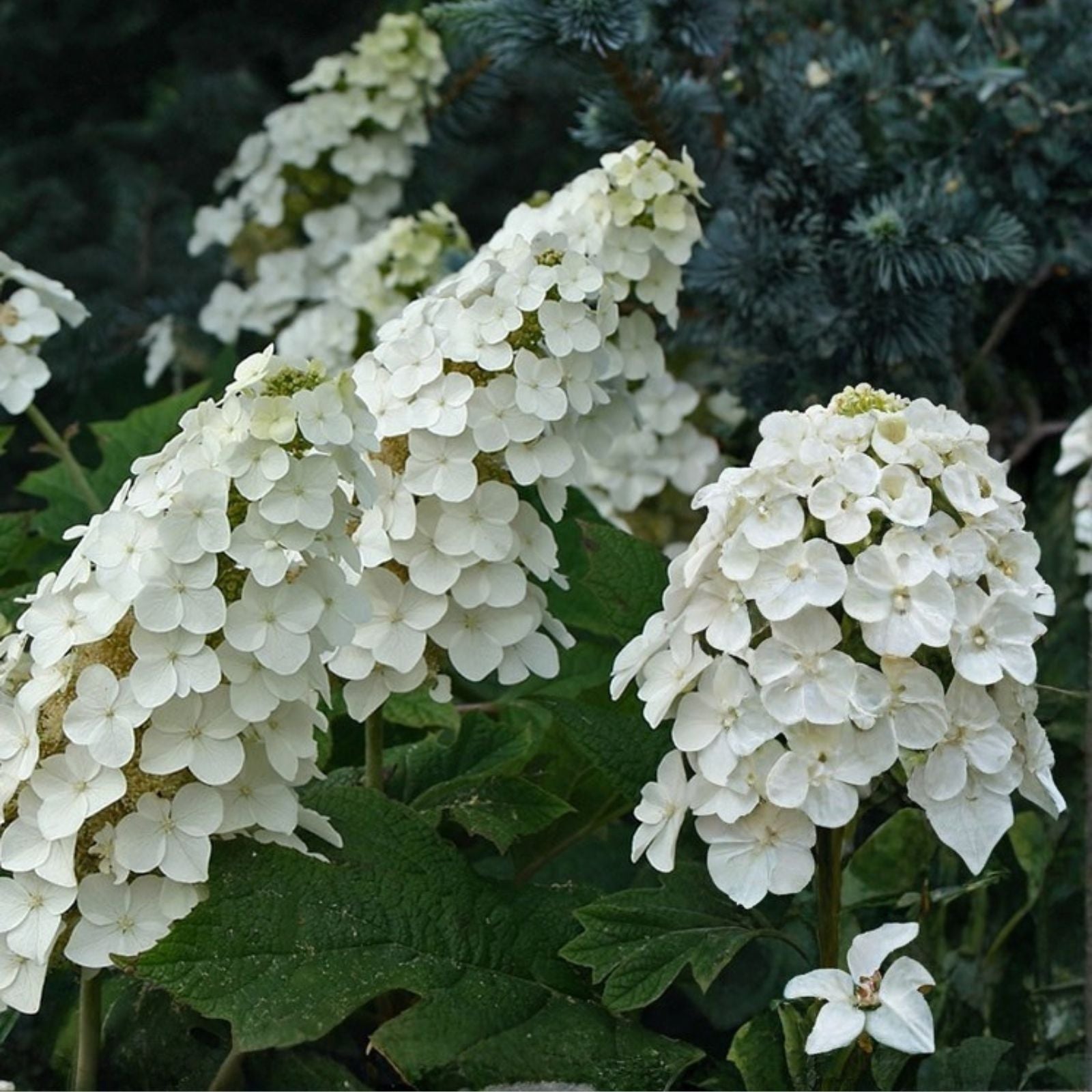 Live Plant - 14-Inch Snow Queen Oakleaf Hydrangea - White Flowers - Hydrangea quercifolia 'Snow Queen' - Zones 5-9