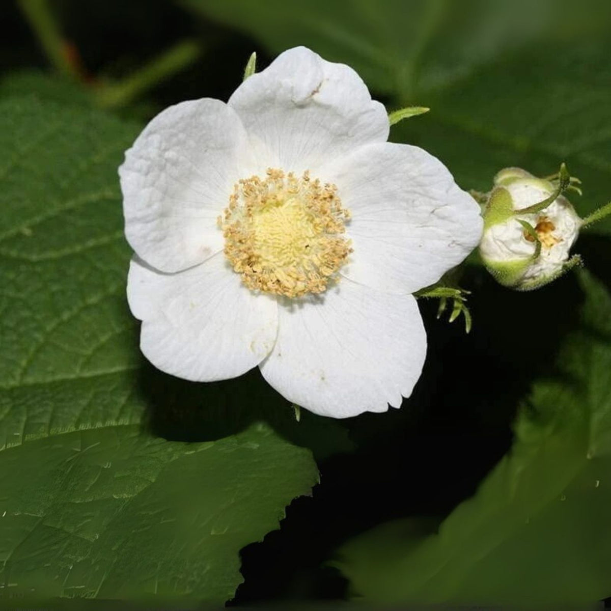 Thimbleberry Bush Seeds (50 Seeds) - Rubus parviflorus - Hardy Edible Fruit Plant for Gardens