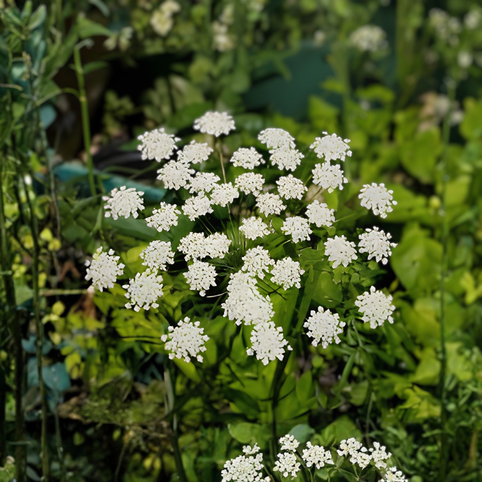 Bishop's Flower Seeds Ammi Majus 100+ Pack Native Wildflower Seeds Garden Plant Live Cutting