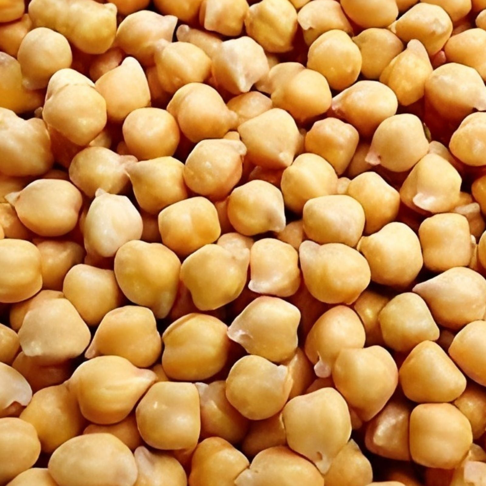 Garbanzo Bean Seeds 200 Count – Organic Heirloom Chickpeas – Cicer arietinum – Non-GMO Vegetable Seeds for Gardening