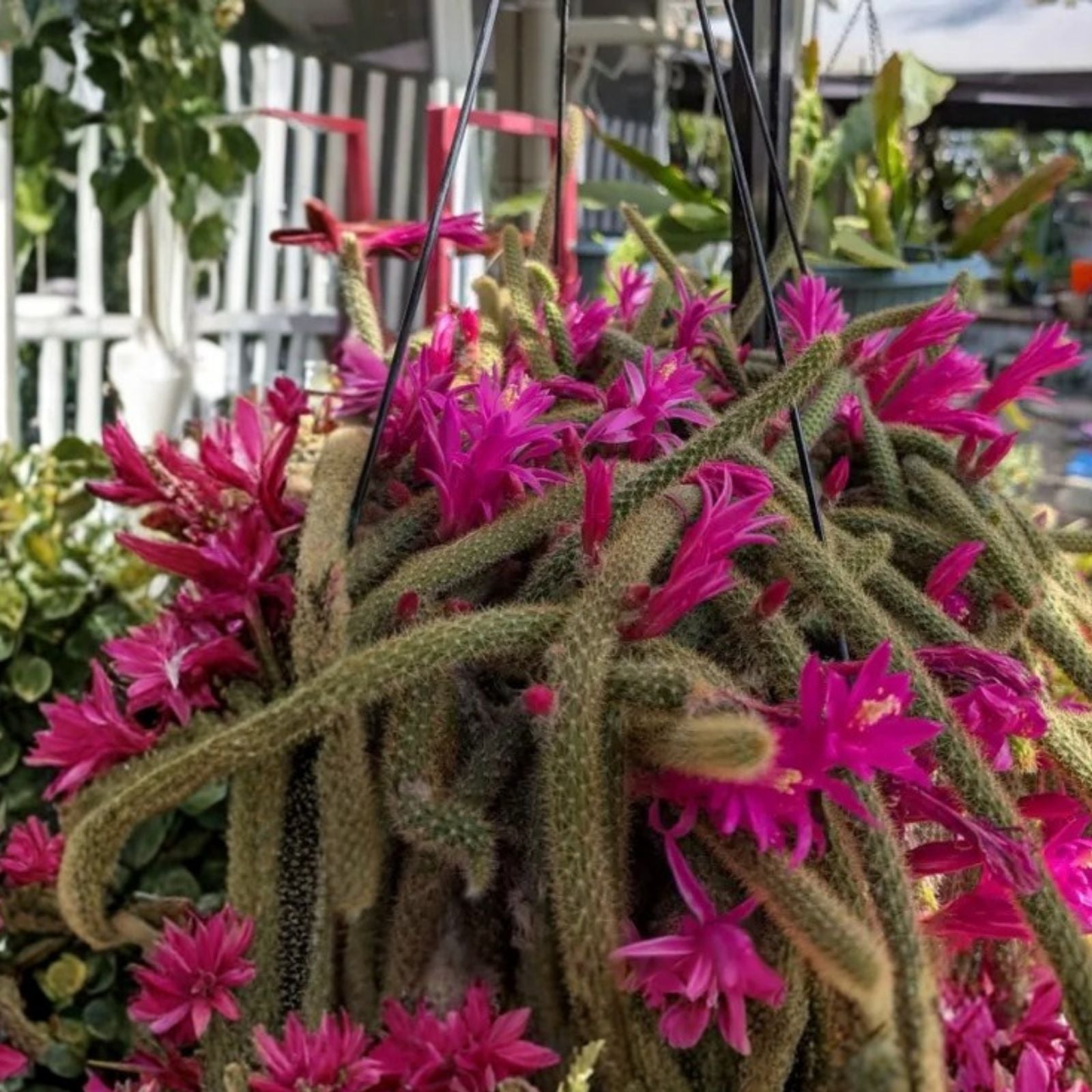 Lot of 4 Rat Tail Cactus Cuttings Pink Aporocactus flagelliformis Succulent Plants, Easy Care, Indoor & Outdoor Decor