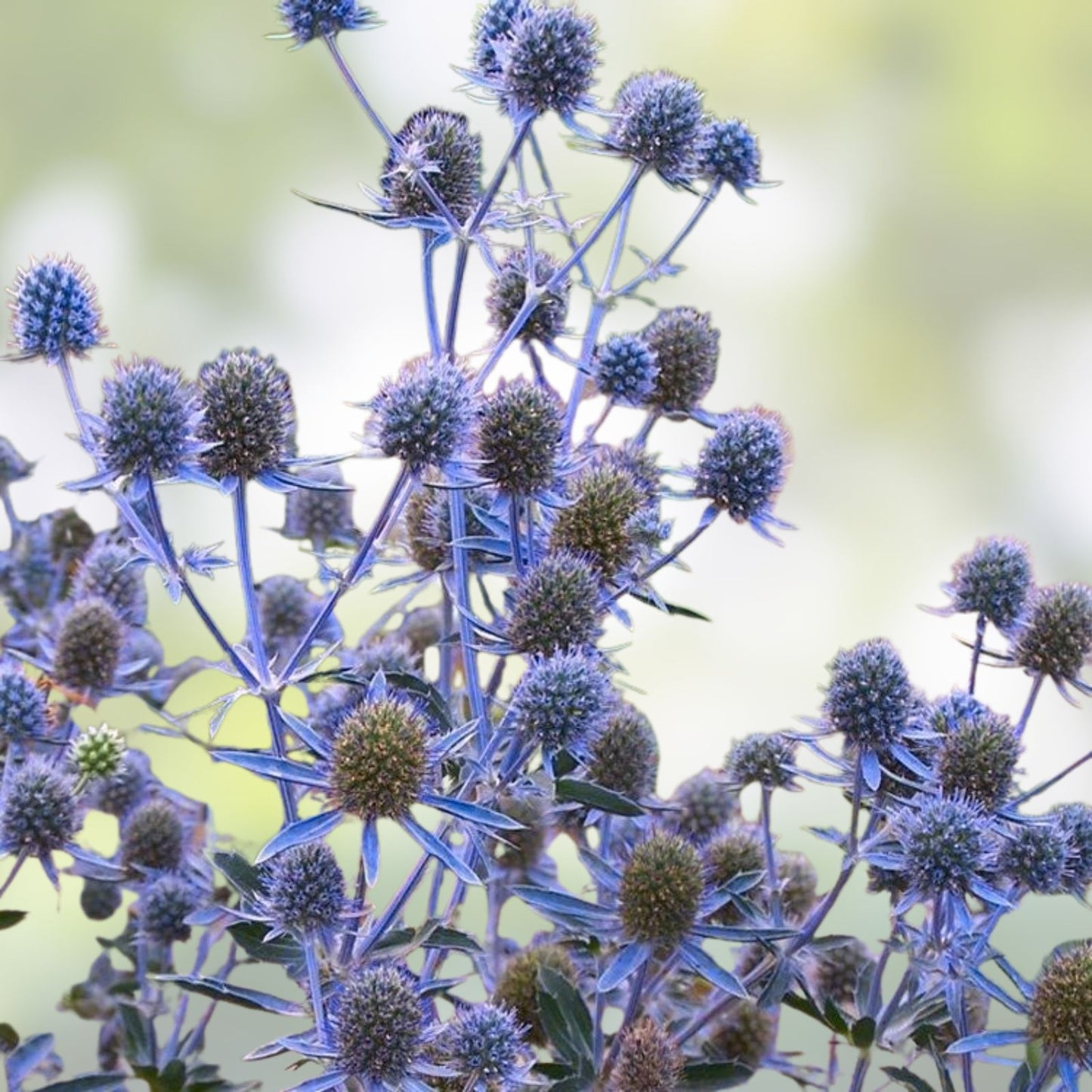 Blue Glitter Sea Holly Seeds 25 Count – Eryngium Planum Ornamental Flower Seeds for Garden and Landscape