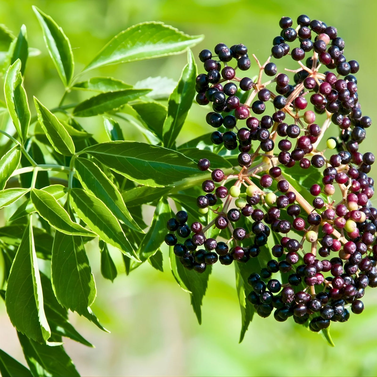 Elderberry Cuttings 5-Pack | Unrooted Sambucus Nigra Organic Plant Cuttings for Gardening