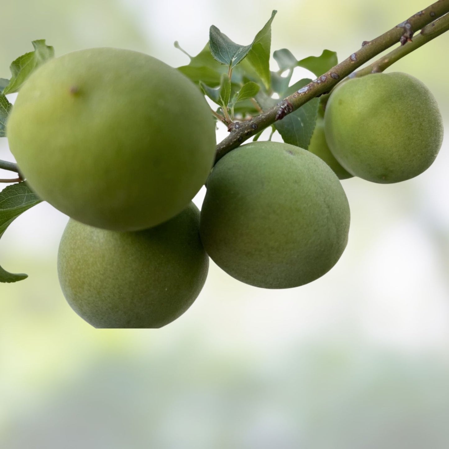 Japanese Ume Plum Fruits 5 Cuttings, Prunus Mume, Edible Fruit Plant, Bonsai or Garden Use, Maesil, Prunus Mume
