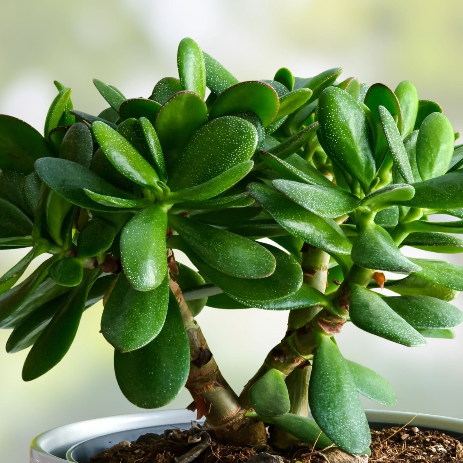 Thick Jade Plant Cutting | 0,75-1 Inch Diameter Succulent | Crassula ovata for Home Decor & Gardening