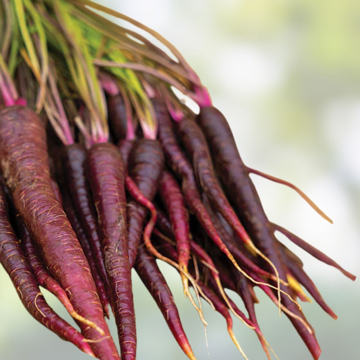 Cherry Belle Radish Seeds - Heirloom Variety - 50+ Seeds - Crisp Tasty Flavor - Raphanus sativus