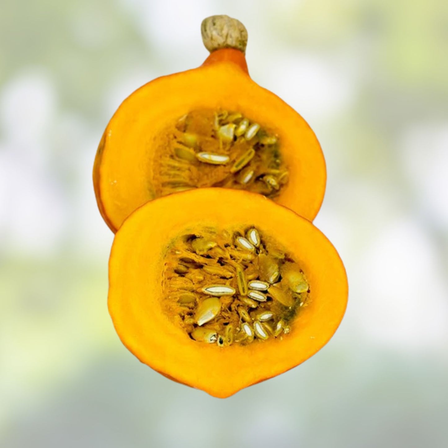 Kabocha Squash Seeds - 10 Sweet Jade Dwarf Variety, Easy to Grow - Cucurbita maxima