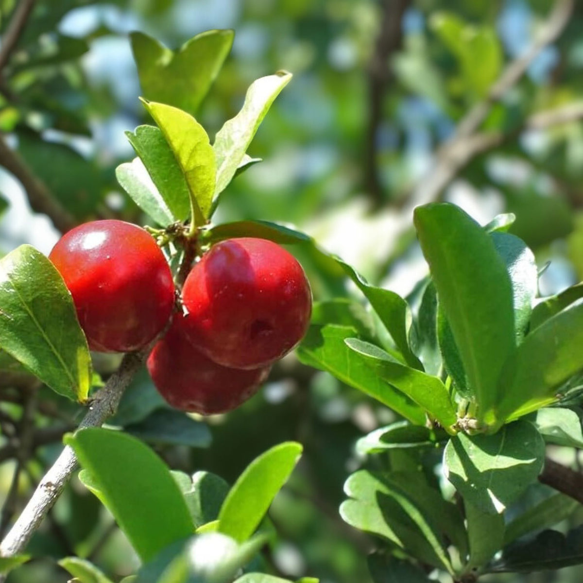 Live Barbados Cherry Tree Starter Plant 3-Pack, Edible Fruit, Malpighia emarginata, Tropical Fast-Growing Ornamental