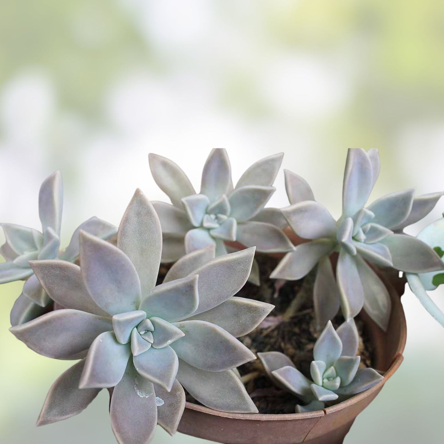 Echeveria Ghost Plant Cuttings - Pink Succulent "Mother of Pearl" - Rare Succulent Variety for Propagation