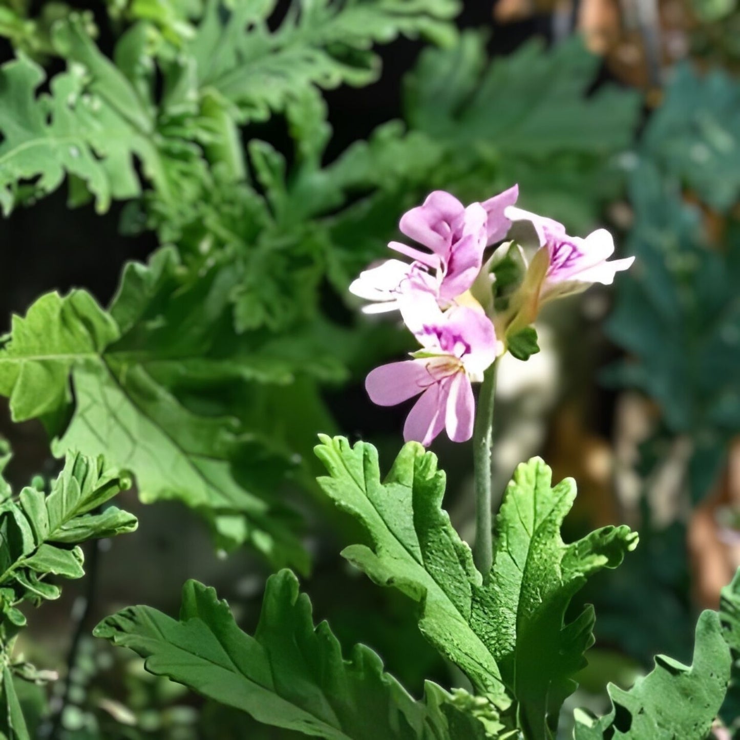 Large Citronella Plant 18" – Live Lemon Geranium Aromatic Herb Pelargonium 'Citrosum' for Pest Repellent