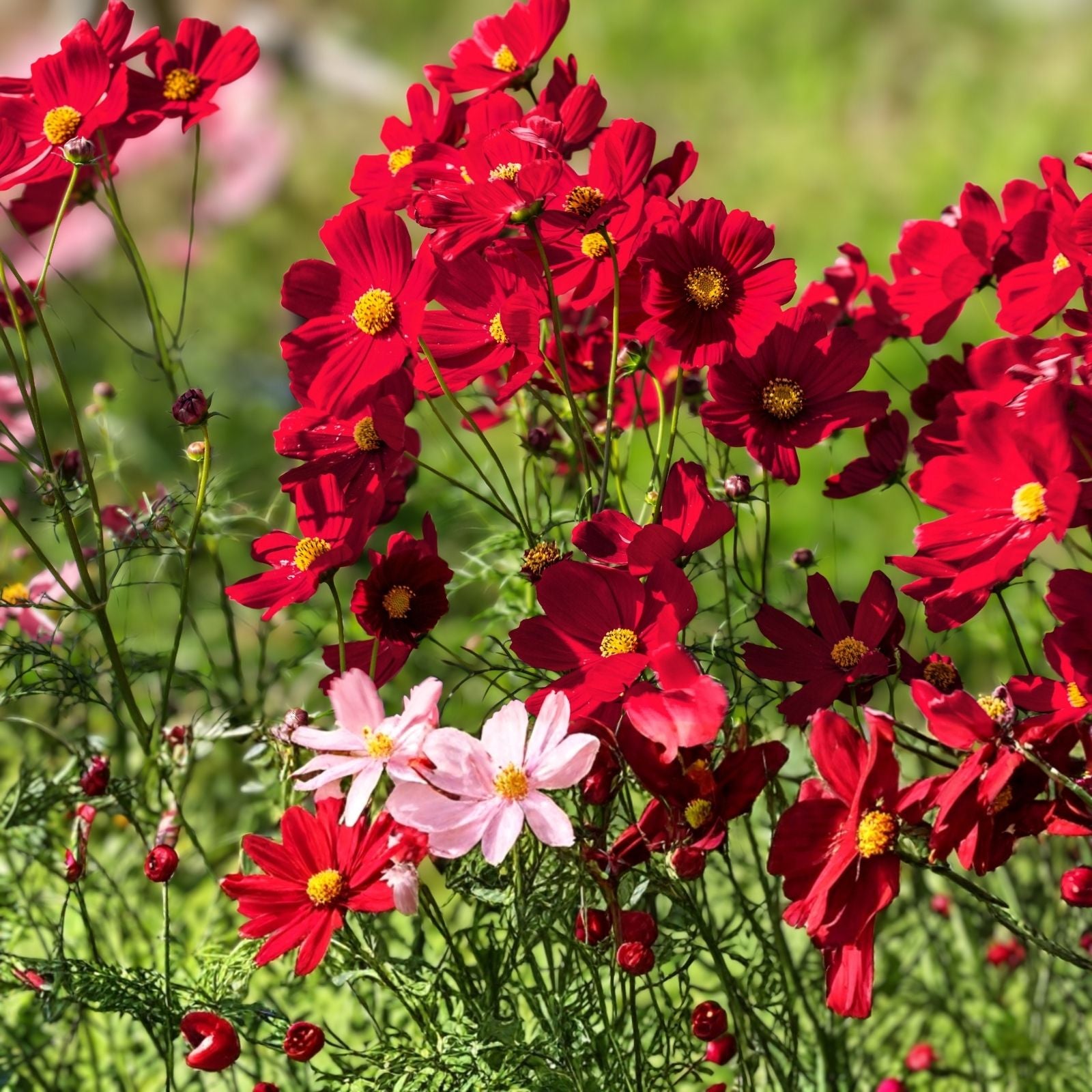Dazzler Cosmos Seeds 100 Organic Seeds Colorful Annual Flower Cosmos bipinnatus Free Shipping USA
