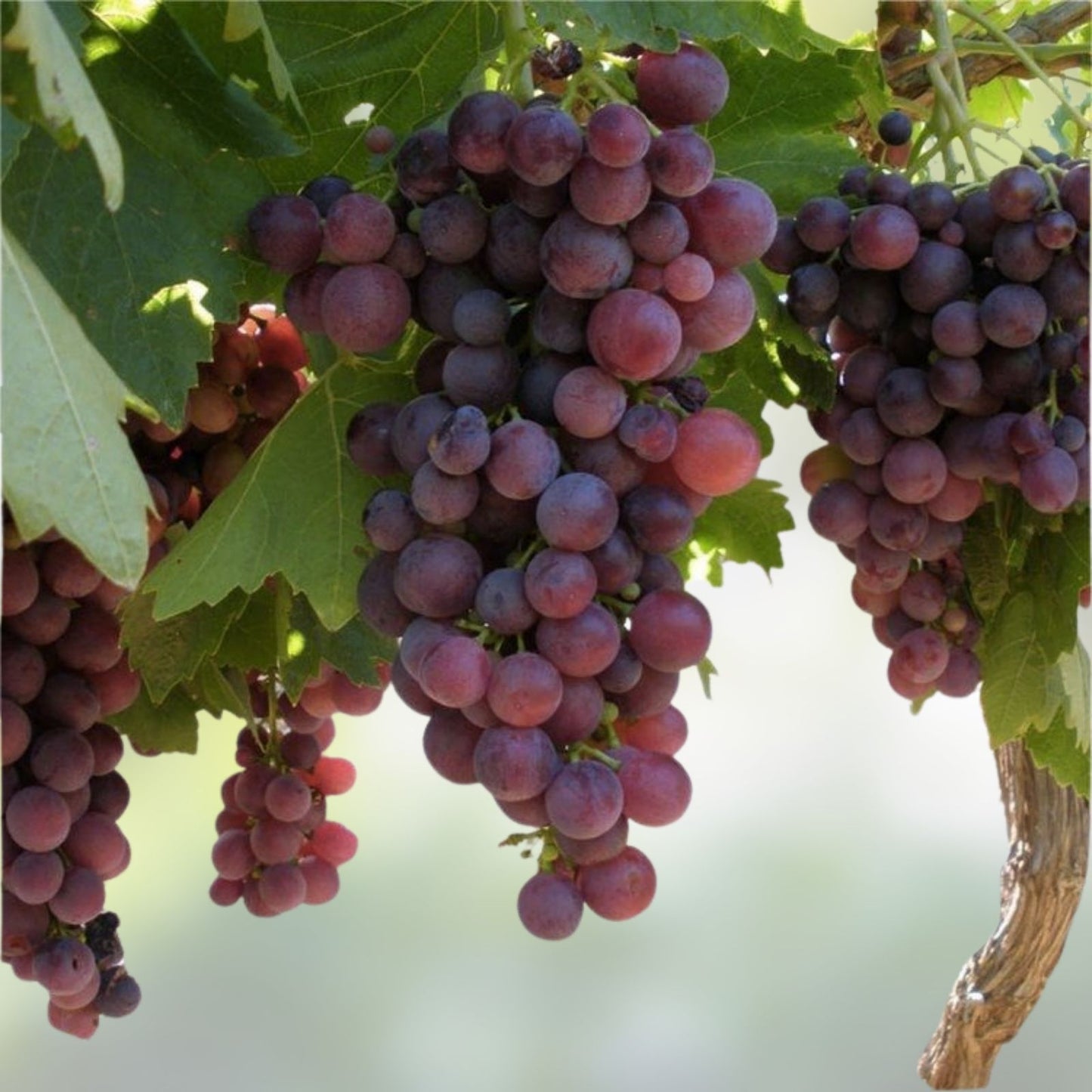 Bulk Crimson Vine Cuttings - Large Red Seedless Table Grape Vitis vinifera - Lot of 50