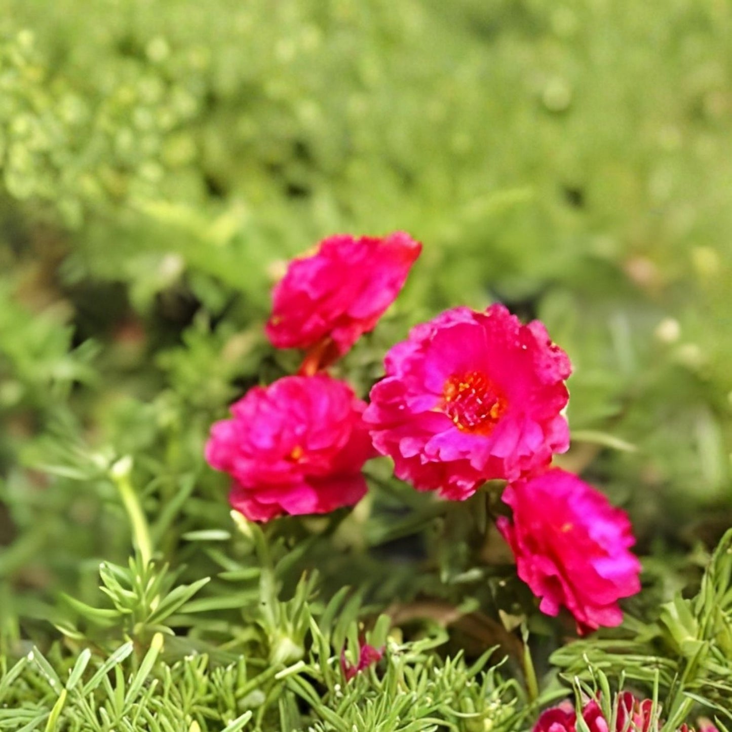 Moss Rose Cuttings 10 Unrooted Deep Pink Portulaca Grandiflora Succulent Plant Propagation
