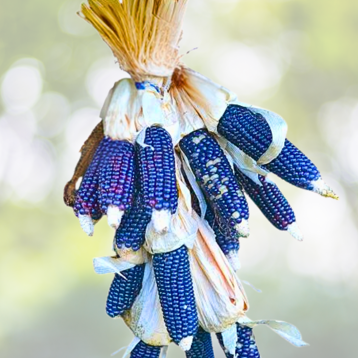50pcs Blue Corn Seeds - Non-GMO Heirloom, Open-Pollinated Flour Corn - Zea mays
