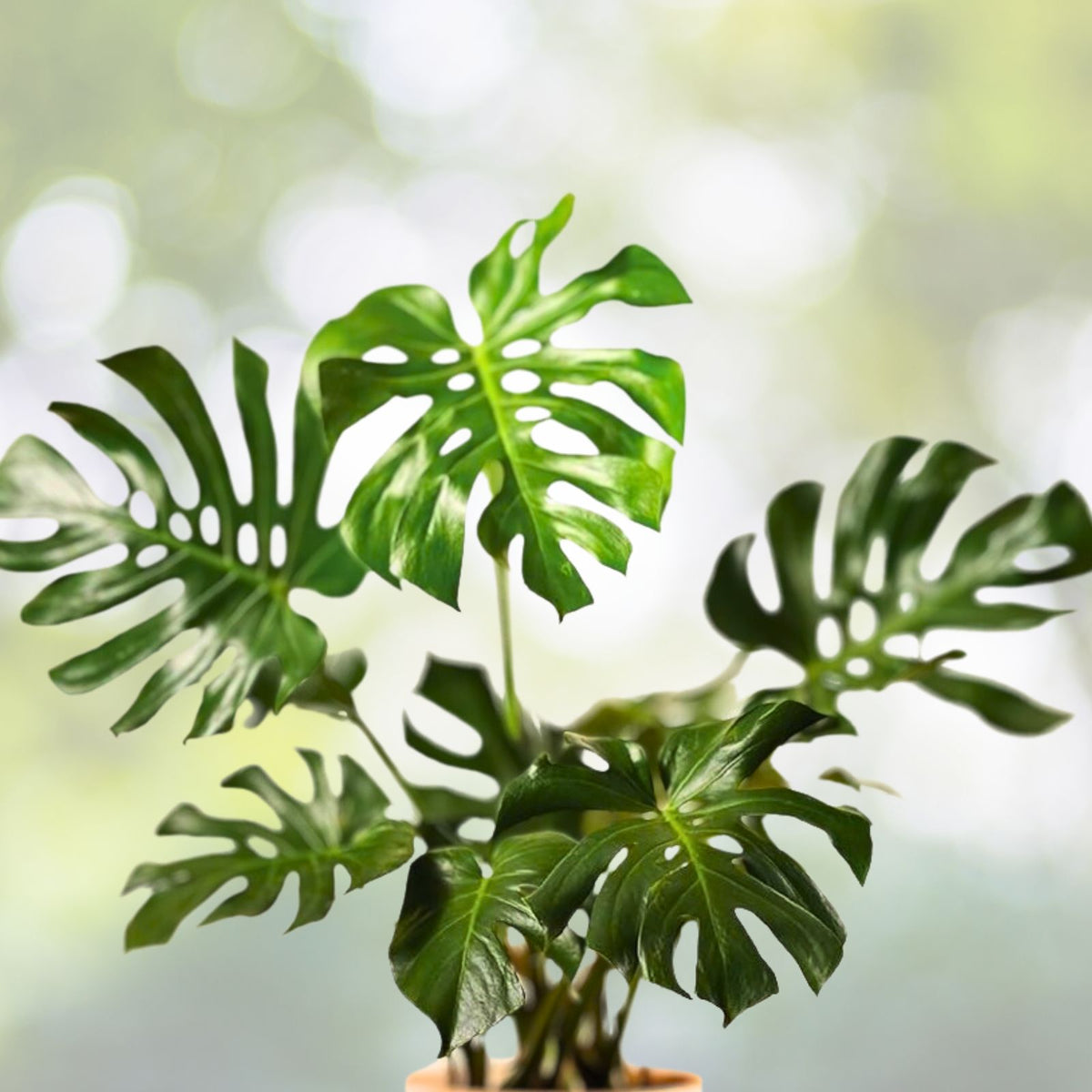 Monstera Plant in 4-Inch Pot, Fully Established Roots, Monstera Deliciosa, Indoor Houseplant, Tropical Greenery