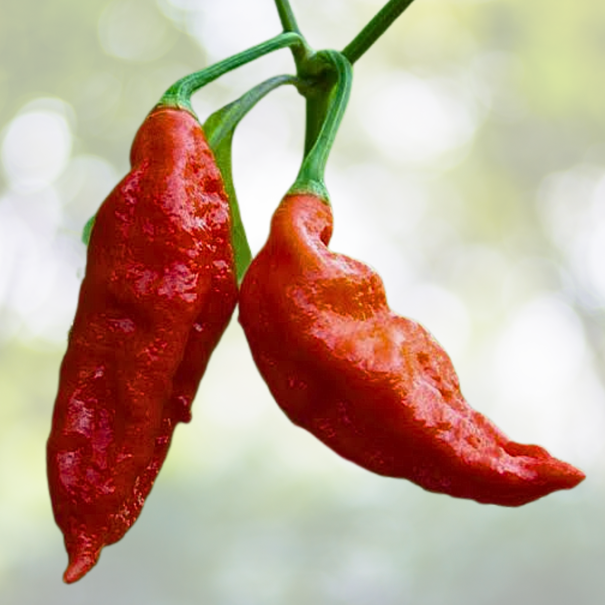 Ghost Pepper Seeds - 50pcs Non-GMO Heirloom Chili - Capsicum chinense - Over 1,000,000 SHU