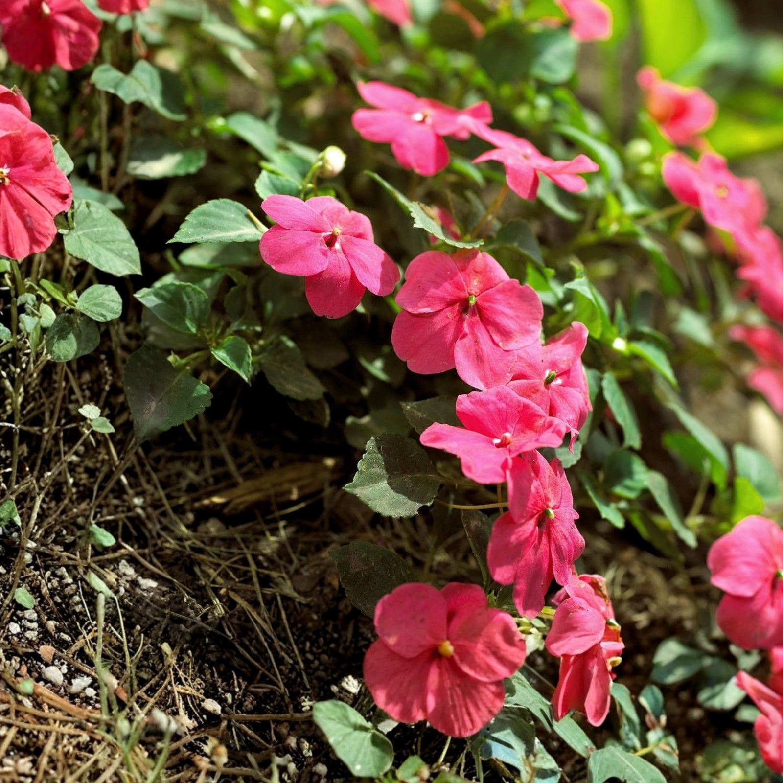 Fuchsia Pink Impatiens Plant 4" Pot - Vibrant Annual for Shady Areas - Impatiens walleriana