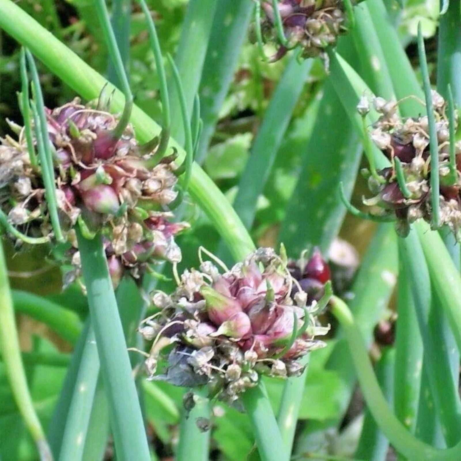 Egyptian Walking Onion Live Starter Plants – Perennial Allium x proliferum – Hardy for Zones 3-9 – Edible Onion Variety