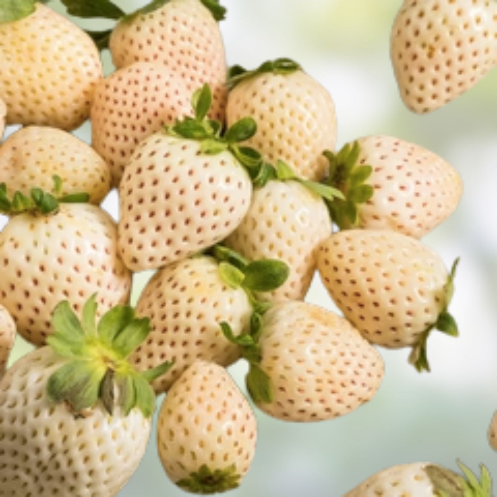 White Strawberry Seeds Pineberry Non-GMO USA Grown Live Plant Cutting Starter Plant Houseplant
