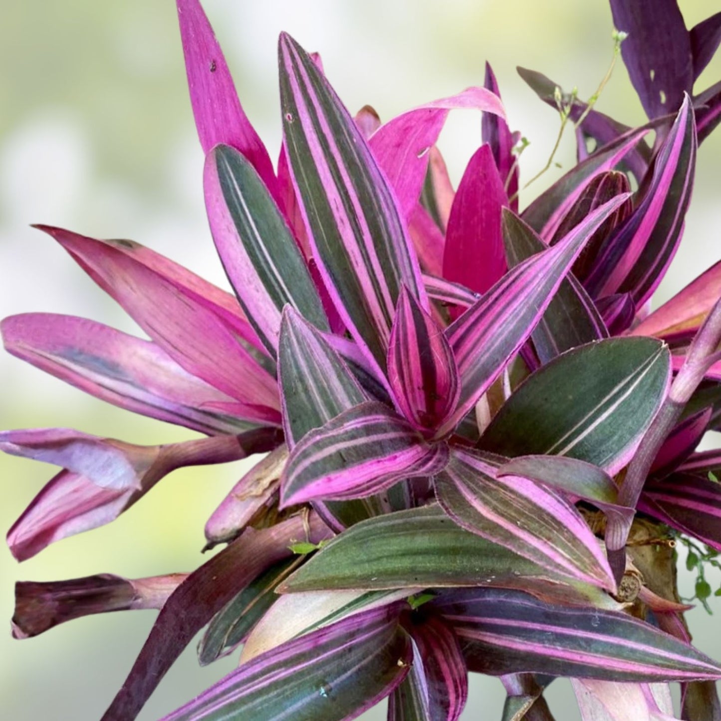 Tradescantia Pink Lady Cuttings - 10 Rooted Indoor Plants - Easy Care Tradescantia pallida - Pink Foliage Plant