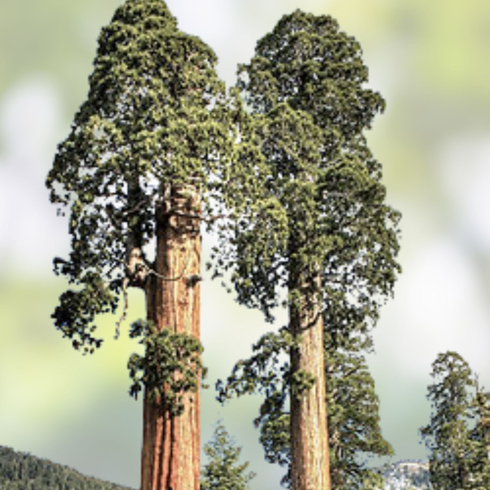Redwood Sequoia Tree Seeds 25 Seeds Sequoiadendron giganteum Bonsai Gardening Live Plant Cutting
